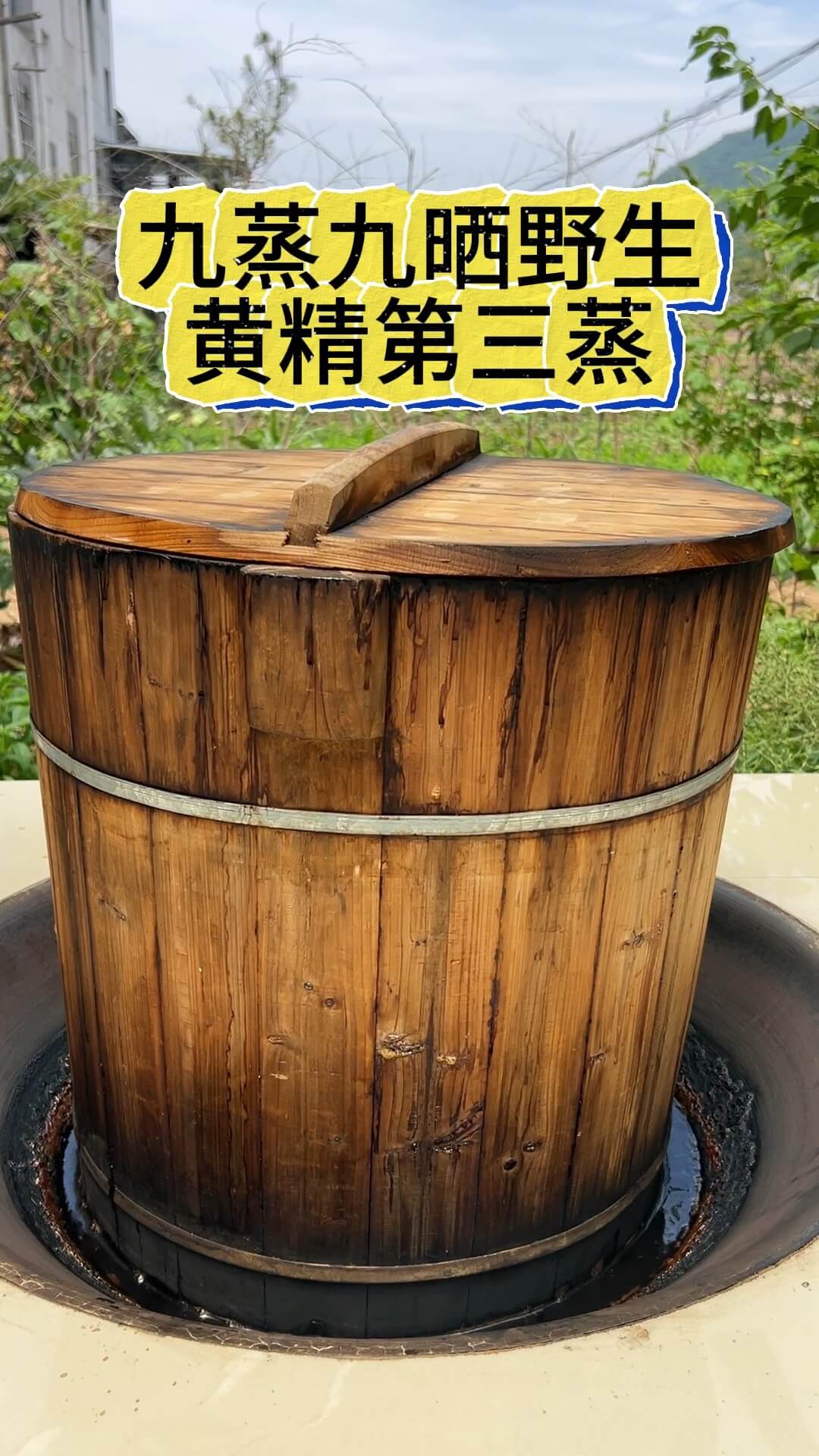黄精抗衰老的"三重防护"机制