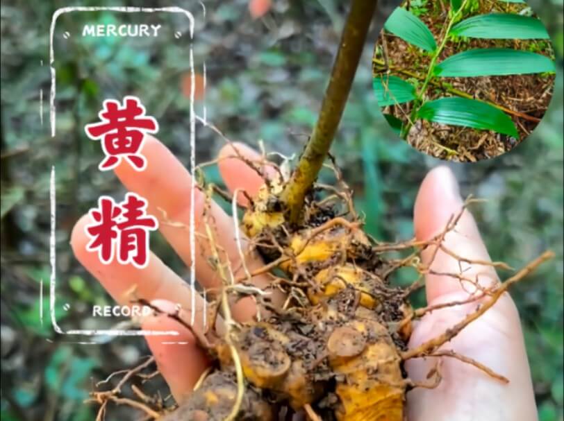 黄精食用注意事项与常见问题