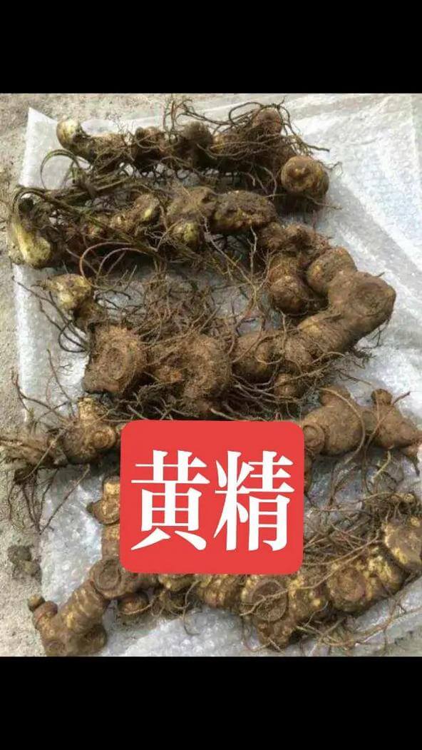 养生黄精