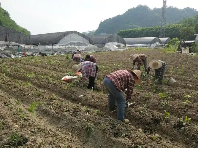 黄精种植