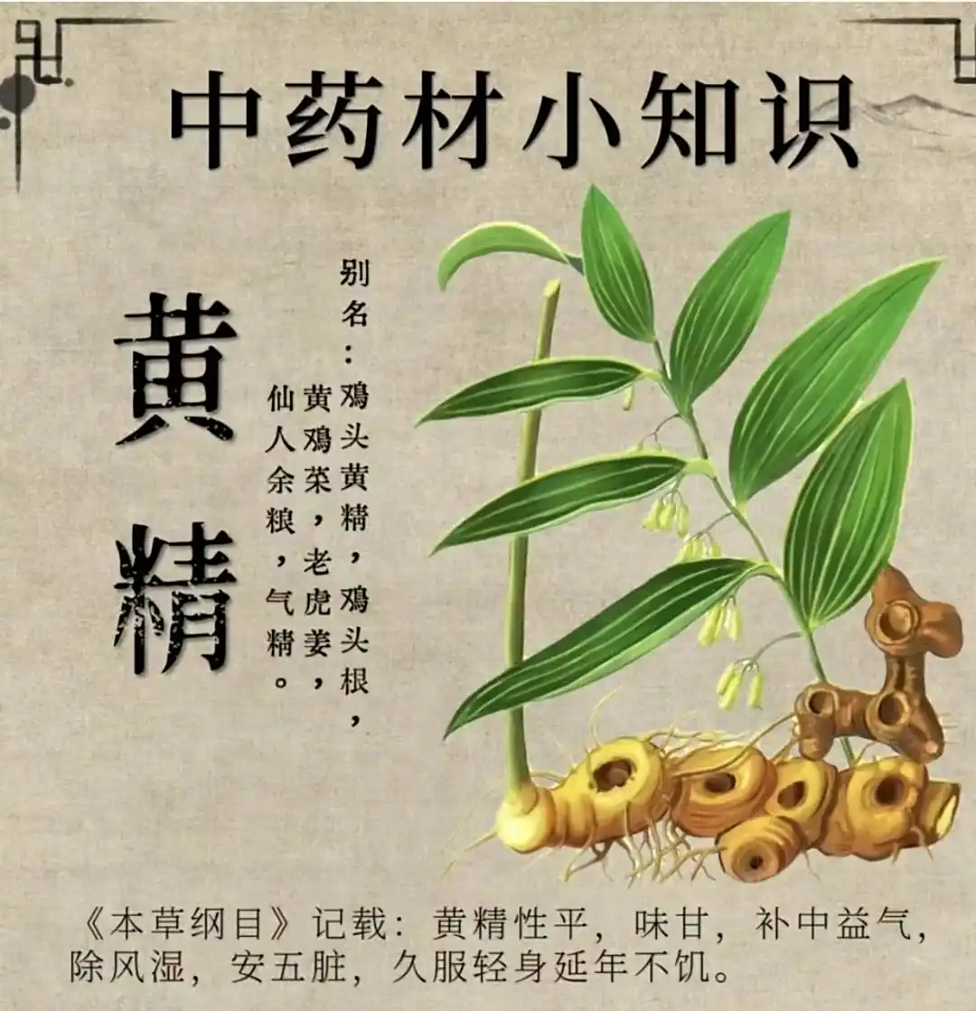 黄精的功效与作用