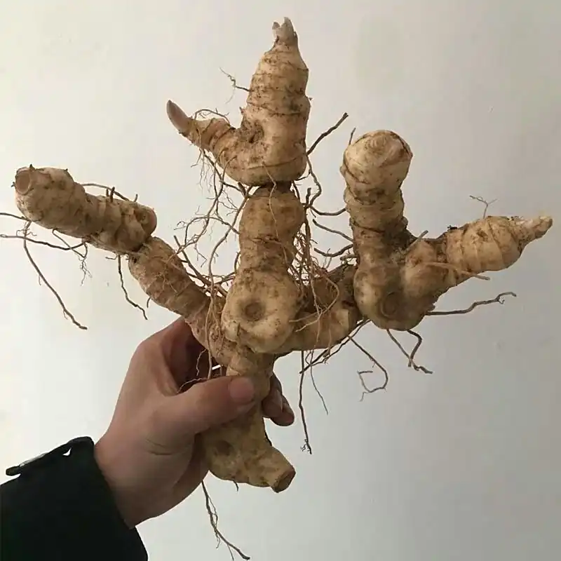 黄精的核心功效与作用