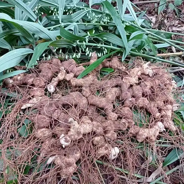 食用黄精的注意事项