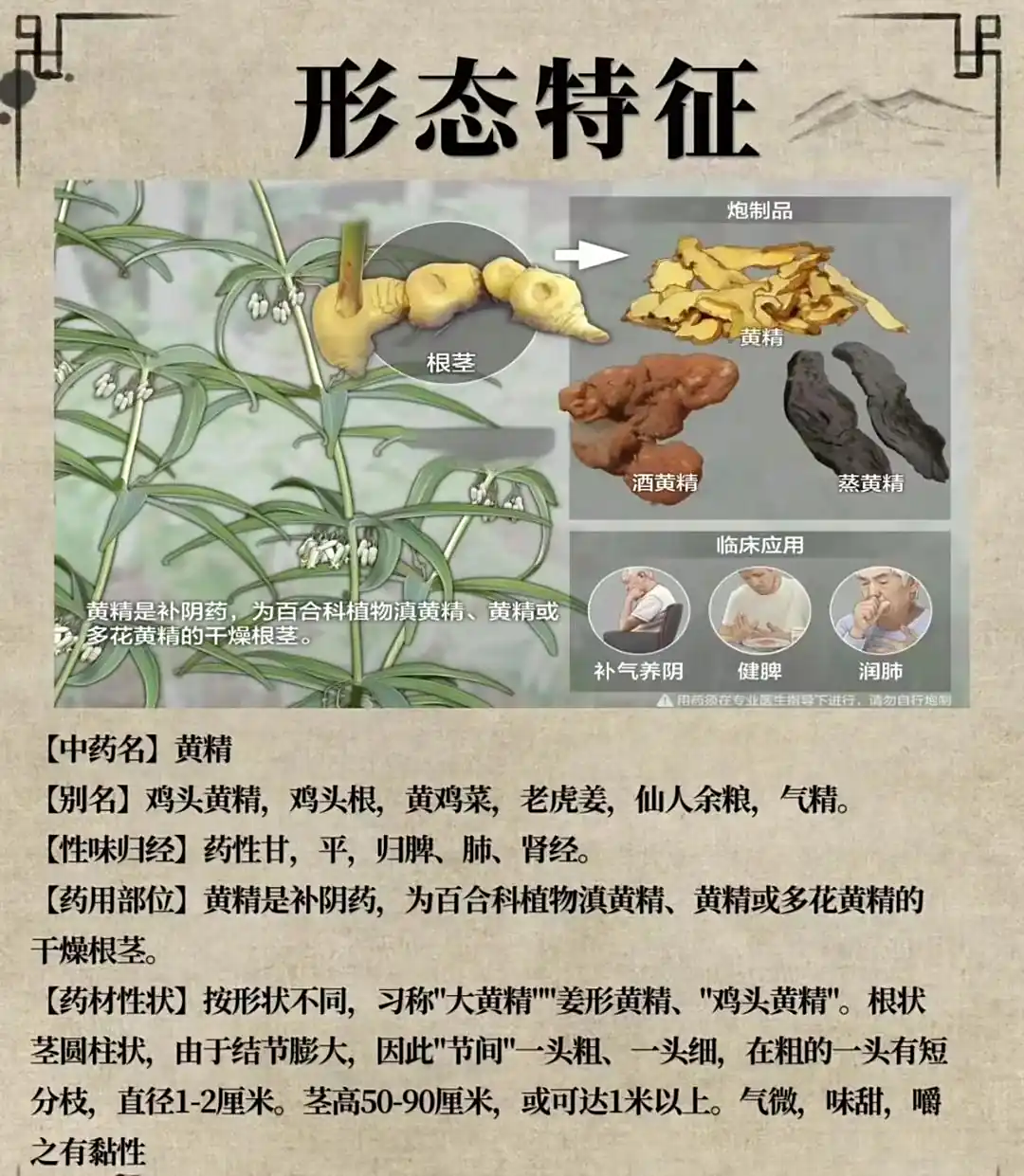 黄精的功效与作用