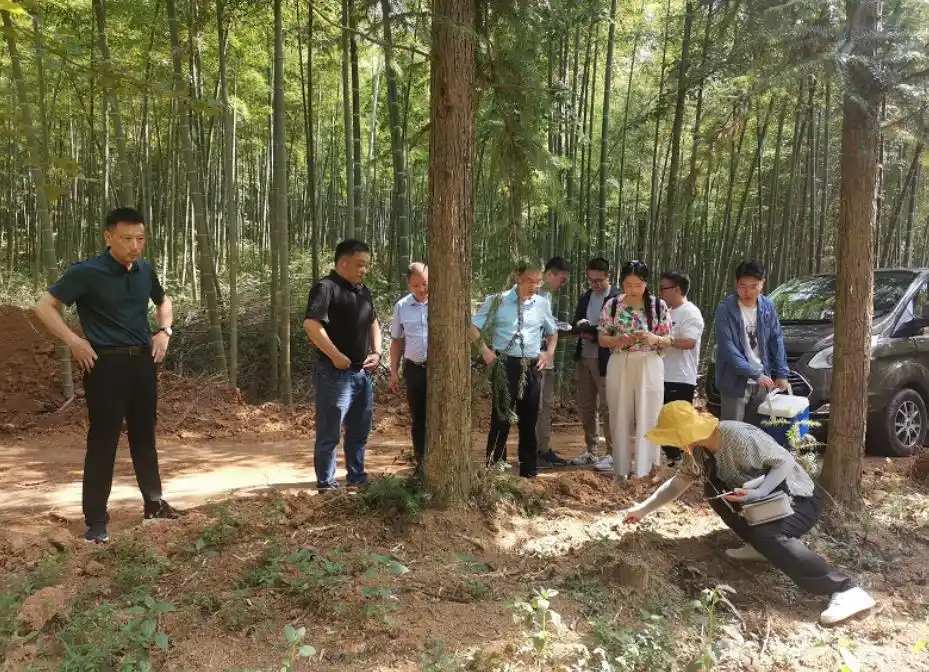 脾胃虚弱吃黄精可改善