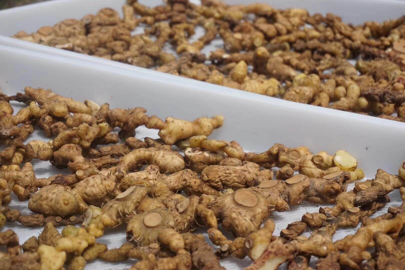 专家支招：脾胃虚寒者食用黄精的三大黄金法则