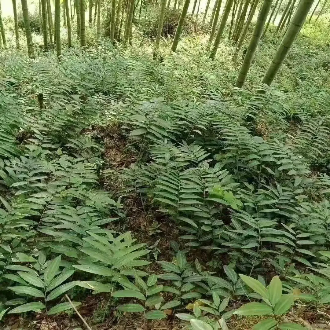 西医对黄精的认识与运用