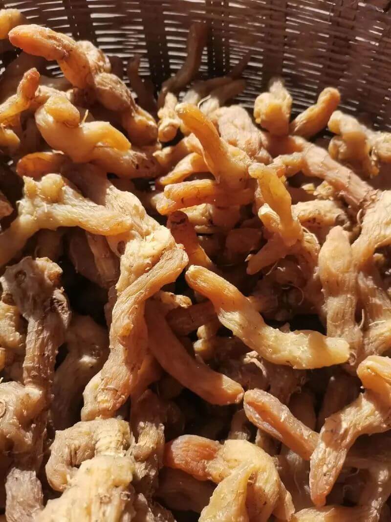 黄精的药理成分作用