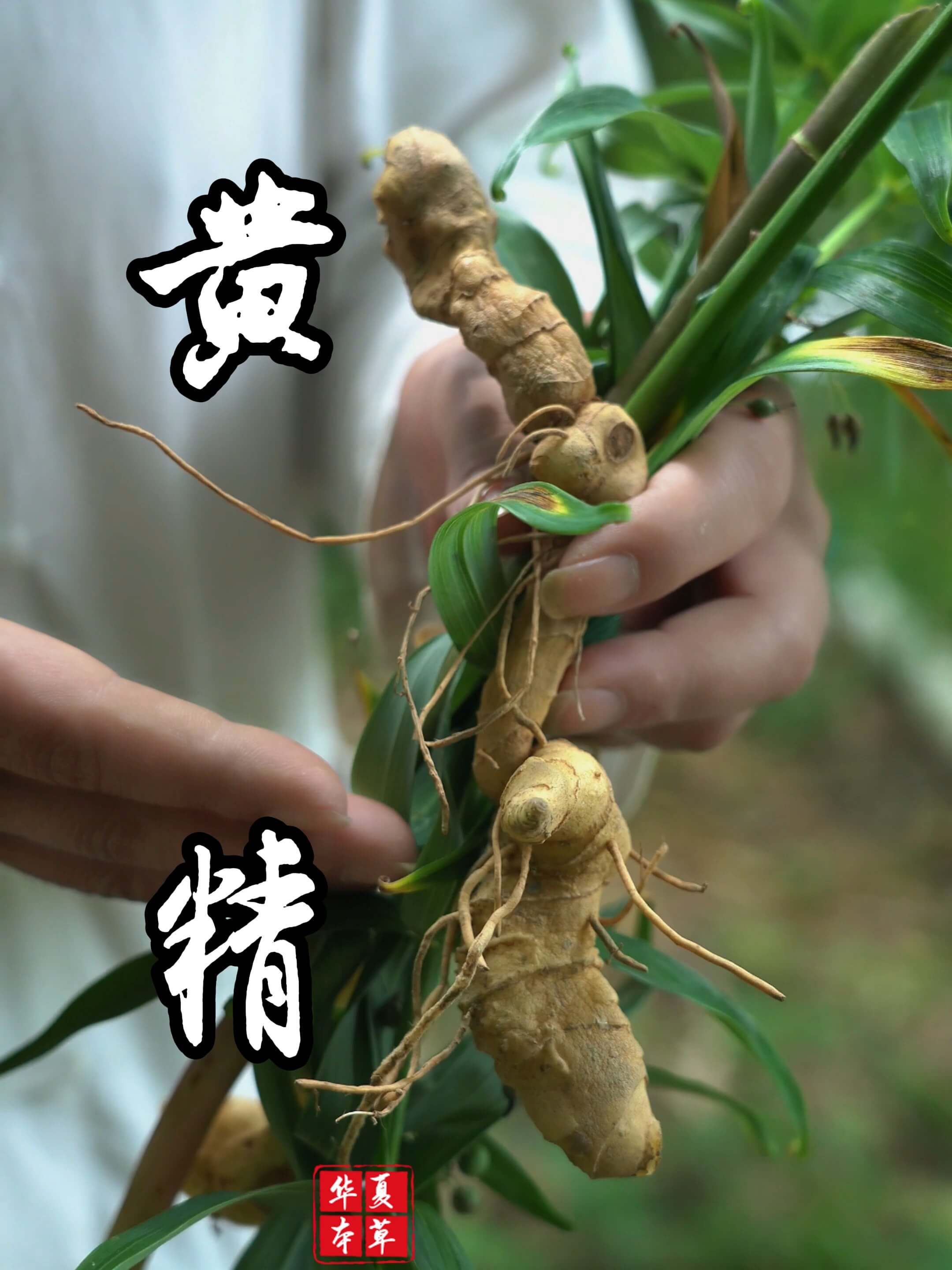 九蒸九晒黄精丸