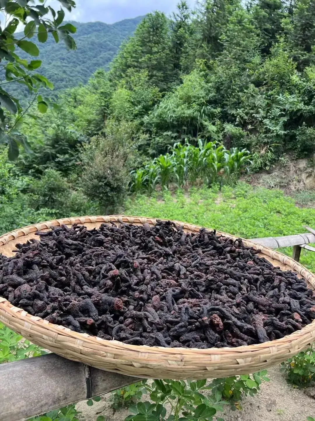 黄精食用方法