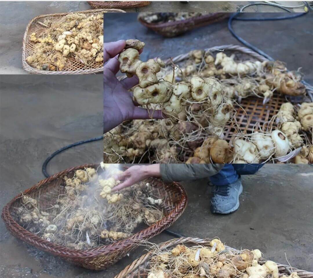 黄精的功效
