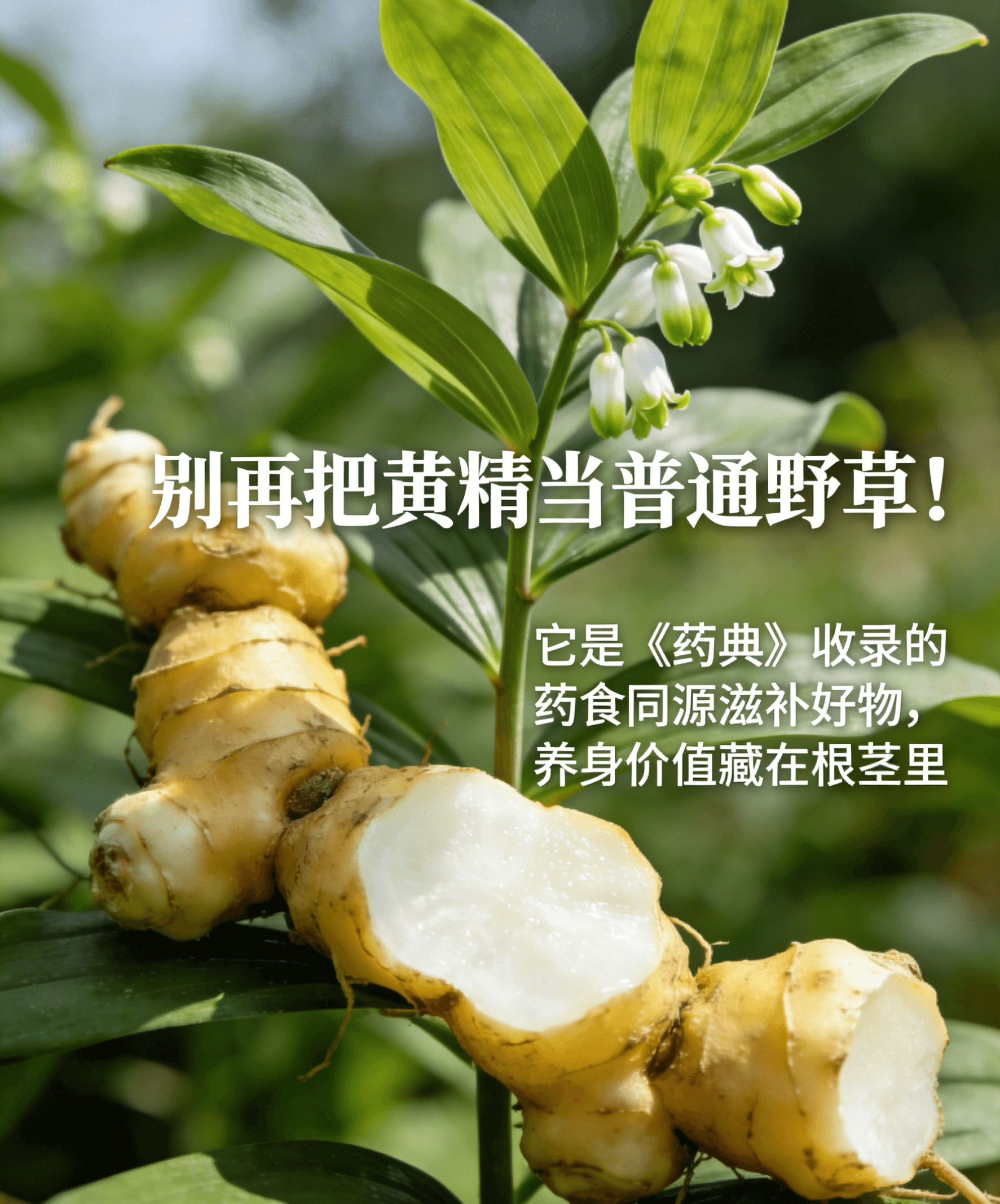 九蒸九晒黄精选购避坑指南